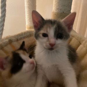 Meet your Posher, Izabella